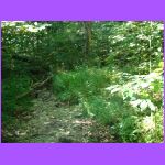 Trail 2.jpg